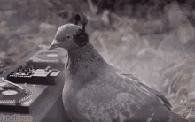 listening-pigeon.gif