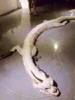 IMG_0758.jpeg