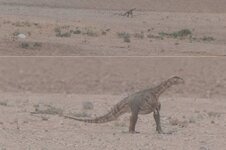 IMG_4549.jpeg