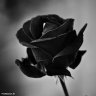 black Rose